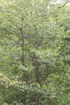Ggreen hawthorn
